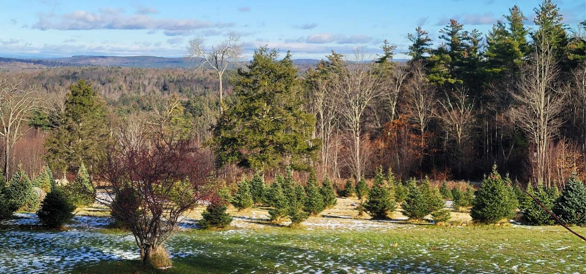 Christmas Tree Farm in New Hampshire
